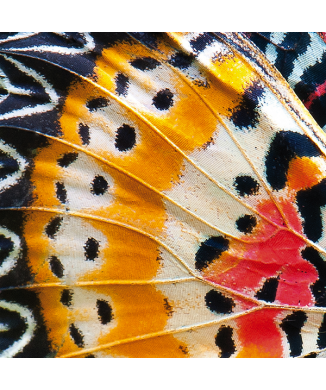 Framework BUTTERFLY WINGS G2084 PINTDECOR