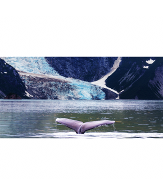 Framework WHALE G1534 PINTDECOR