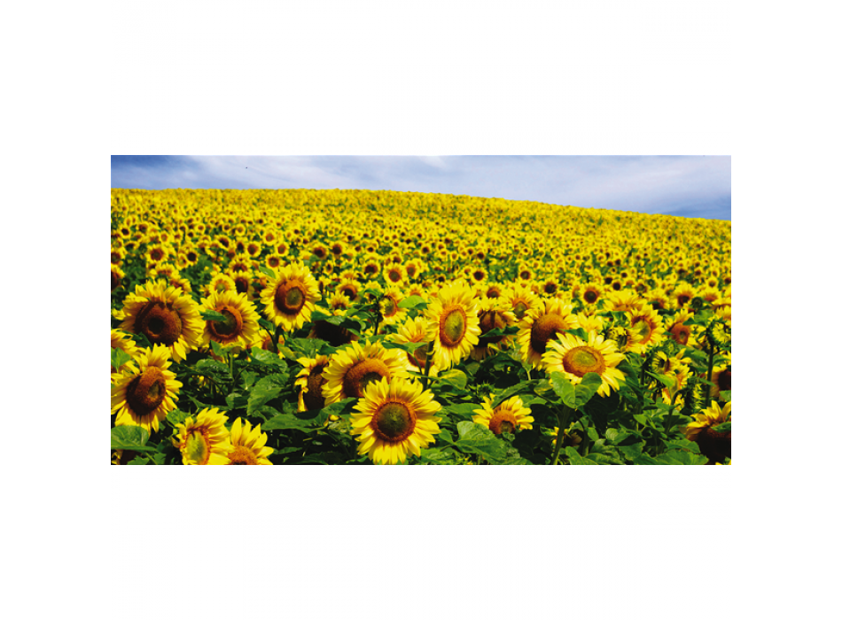 Picture FIELD OF SUNFLOWERS G1122 PINTDECOR