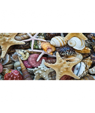 Picture SHELLS G2034 PINTDECOR