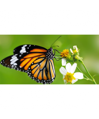 Framework BUTTERFLY ON THE FLOWER G2080 PINTDECOR