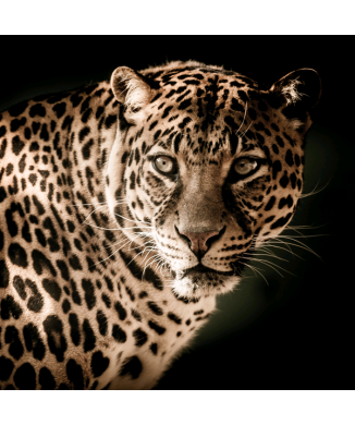 Framework FELIX G5744 PINTDECOR