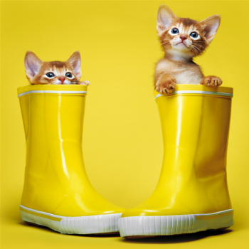 Painting KITTENS BOOTS G1580 PINTDECOR