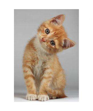 Painting RED FUR KITTEN G2092 PINTDECOR