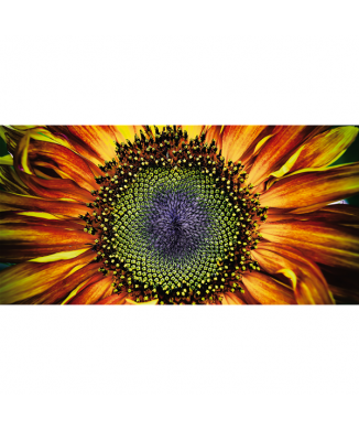 Picture SUNFLOWER G1126 PINTDECOR
