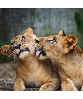 Framework LIONS G1530 PINTDECOR