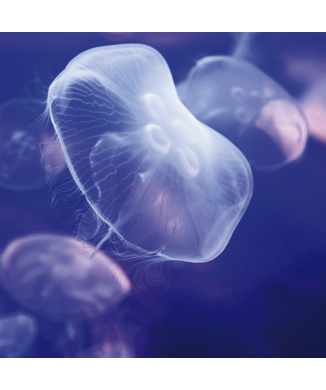 Framework MEDUSA G1558 PINTDECOR