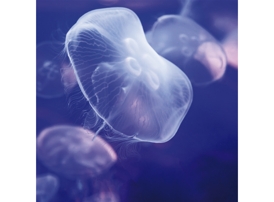 Framework MEDUSA G1558 PINTDECOR