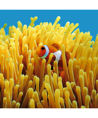 Framework NEMO G1546 PINTDECOR