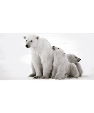 Framework WHITE BEAR G2014 PINTDECOR