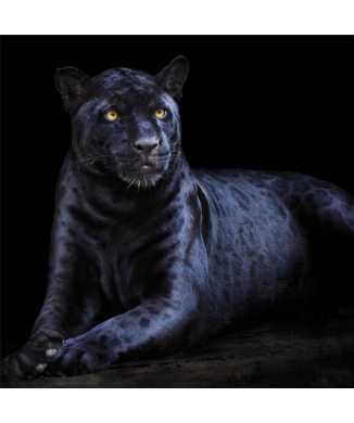 Framework PANTHER G3294 PINTDECOR