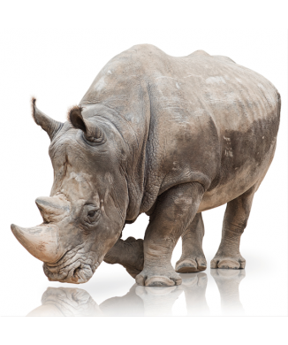 Framework RINO G3330 PINTDECOR