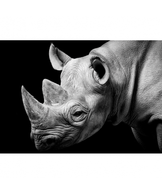 Framework RHINOCEROS G2026 PINTDECOR