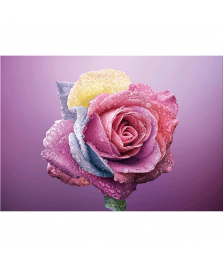 Framework COLORED ROSE G5268 PINTDECOR