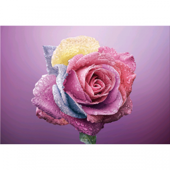 Framework COLORED ROSE G5268 PINTDECOR