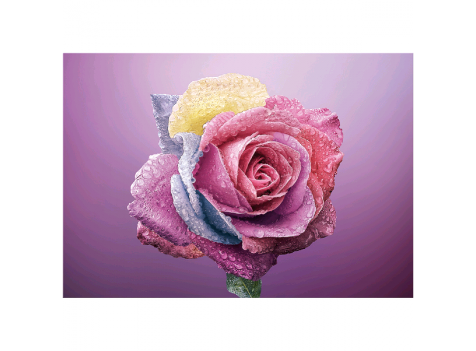 Framework COLORED ROSE G5268 PINTDECOR