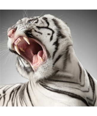 Framework RUGGITO G3290 PINTDECOR