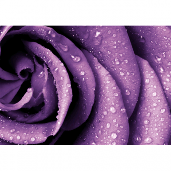 Framework MORNING DEW G4212 PINTDECOR