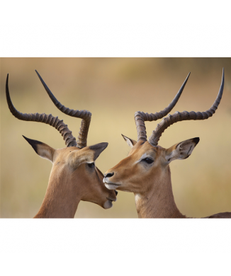 Framework IBECCHI G2028 PINTDECOR