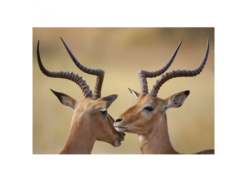 Framework IBECCHI G2028 PINTDECOR