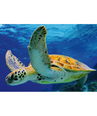 Framework TURTLE G2050 PINTDECOR