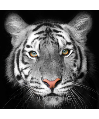 Framework TIGER G2020 PINTDECOR