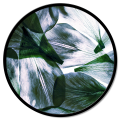 Quadro TRANSPARENCY OF LEAVES GT6194 PINTDECOR