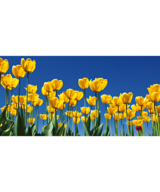 Framework TULIPS G1100 PINTDECOR