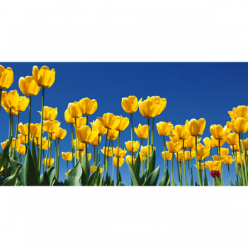 Framework TULIPS G1100 PINTDECOR