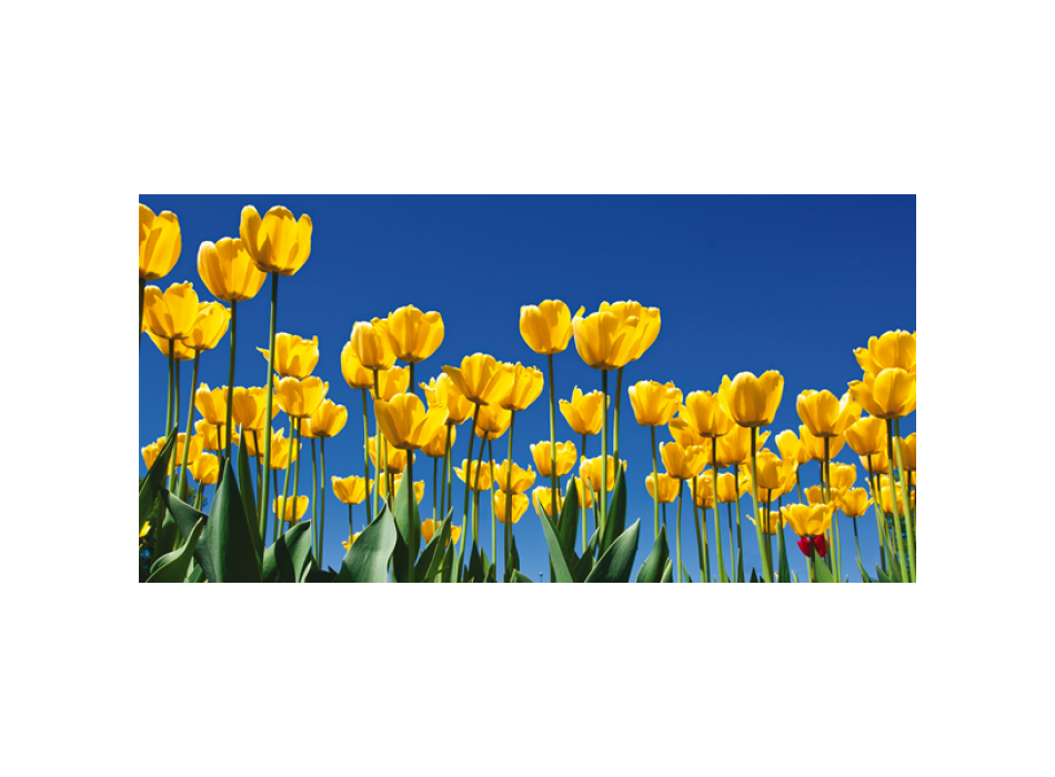 Framework TULIPS G1100 PINTDECOR